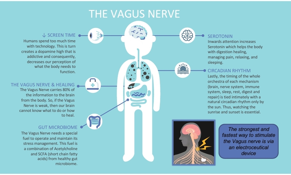 Vagus Nerve Graphic